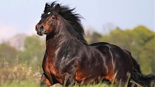 10 Most Powerful Horses in the World