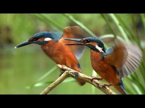 Eisvögel auf der Jagd / Eisvogel fängt Fisch / Alcedo atthis