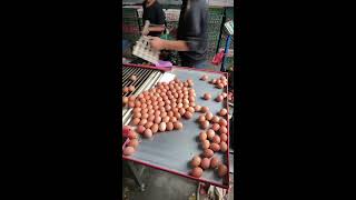🎉🔴LIVE～Egg Sorting 🥚 2026-10-17