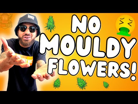 AVOID MOULDY FLOWER WHEN DRYING AND CURING!  ... How to prevent bud rot botrytis