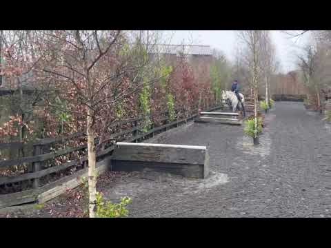 Fabulous 7 year old Irish Draught - Image 2