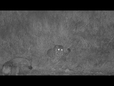 Djuma: Hyena walks up on sleeping Tingana male Leopard-so he moves location - 01:40 - 04/11/19