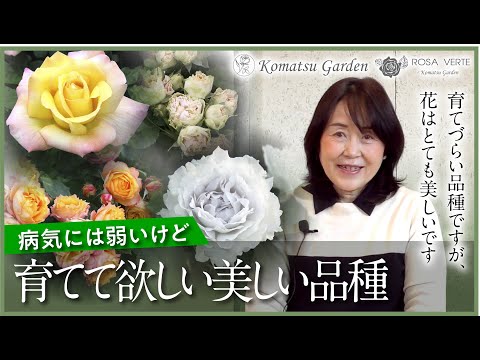 園芸 ミルキートウダイグサ、ドラゴンボーン、燭台トウダイグサ