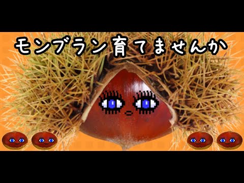 Breed MontBlanc Video