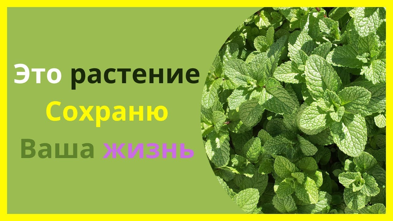 Употребляйте мяту каждый день и посмотрите, что произойдет с...