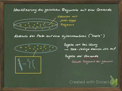GtzVidB11 23 Genbank