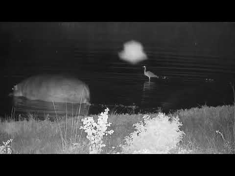 Djuma: Hippo arrives at the dam - 03:03 - 02/09/2022