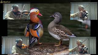 Download lagu Solitaire/E Elgar “Salut d'amour” String Quartet Alone. mp3