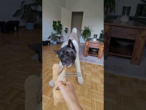 So lässt Yuka los 🙌🏼😁 #tauberhund #hundetrainung #akita #hunde #yuka #shorts