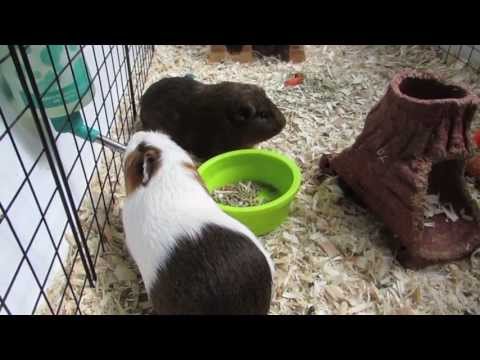 YouTube video about: How often do I change my guinea pigs bedding?