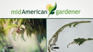 Mid-American Gardener with Dianne Noland January 12, 2017