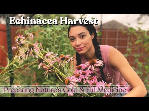 Growing, Harvesting Echinacea & Using It For Medicine | Herbalism 101