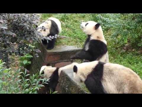 Ever wondered what noise pandas make?