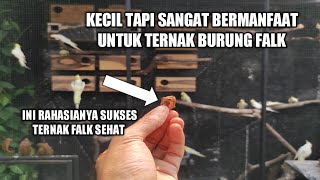 Download lagu The Secret of Falk Bird Breeding: Many breeders don't know this method. mp3