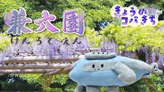 きょうのコバきち 【兼六園】５月の見どころは新緑と白藤(しらふじ)