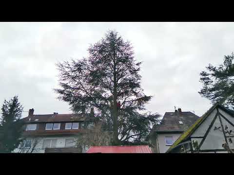 Kronenpflege an einer Zeder / Crown pruning a cedar tree