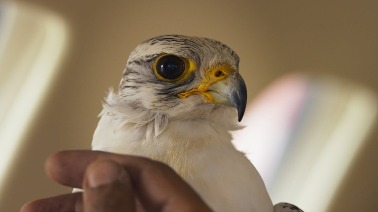 The Challenge – Official Trailer