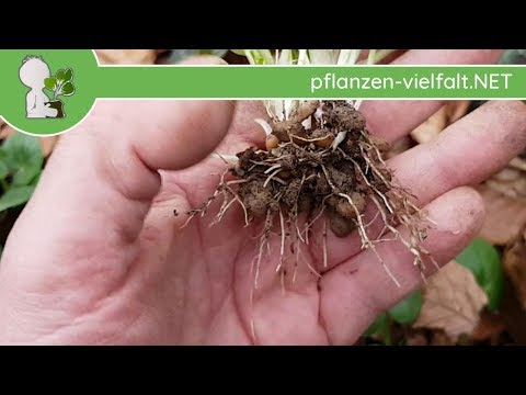 Scharbockskraut - Wurzelknollen (Wurzeln) - 26.03.18 (Ficaria verna) - Pflanzen-Bestimmung