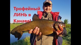 Ловля линя в июне на удочку с кивкомбаке