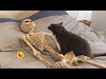 Funny Dogs And Cats Videos 2023 Best Funniest Animal Videos Of The Month 1