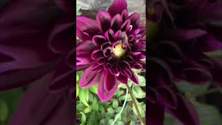 Download lagu Dahlia mp3