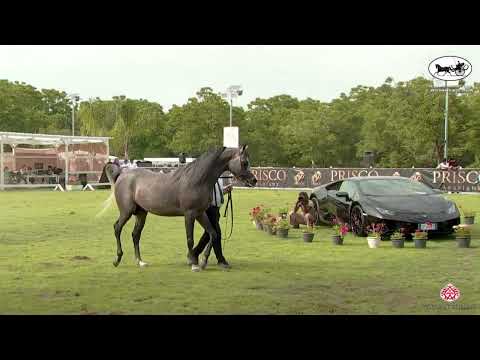 N 61 PABLO BY GIADA   Vesuvio Trophy 2022   International   Colts 3 Years Old Class 6