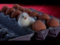 How to raise Chickens, incubation, rearing, feeding ...