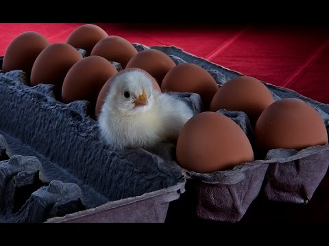Raising Chickens EASY! Complete Beginner Guide (Everything You Need to Know)