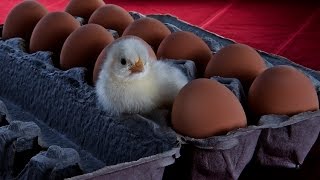 How to raise Chickens, incubation, rearing, feeding, housing, Chicks Hatching