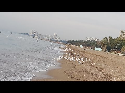 احلى صباح لاحلى متابعين بحر وطيور النورس تاعو وامشو معي عند شاطئ البحر بمرسين