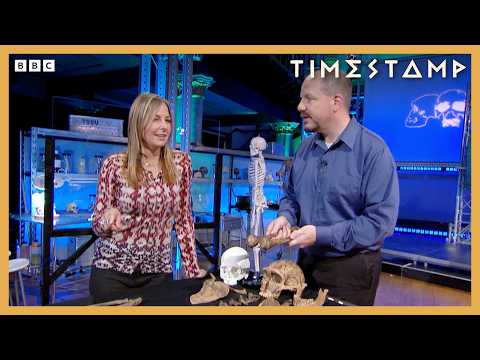 Why Did Neanderthals Have Asymmetrical Arms? | Bbc Timestamp