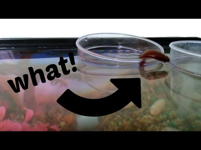 Betta Fish Jumping Out Of Cup Into Tank