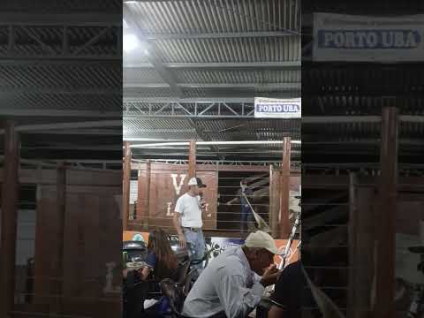 leilão rosário do ivai hoje ...