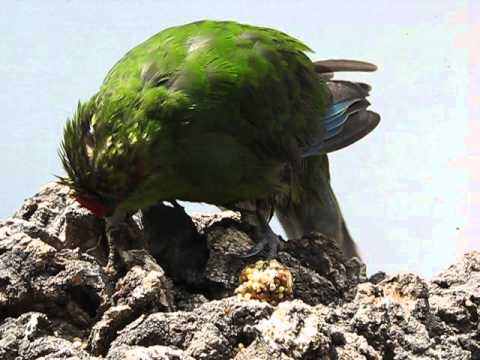 Schnipsi trocknet nach dem Baden in der Sonne Teil 1
