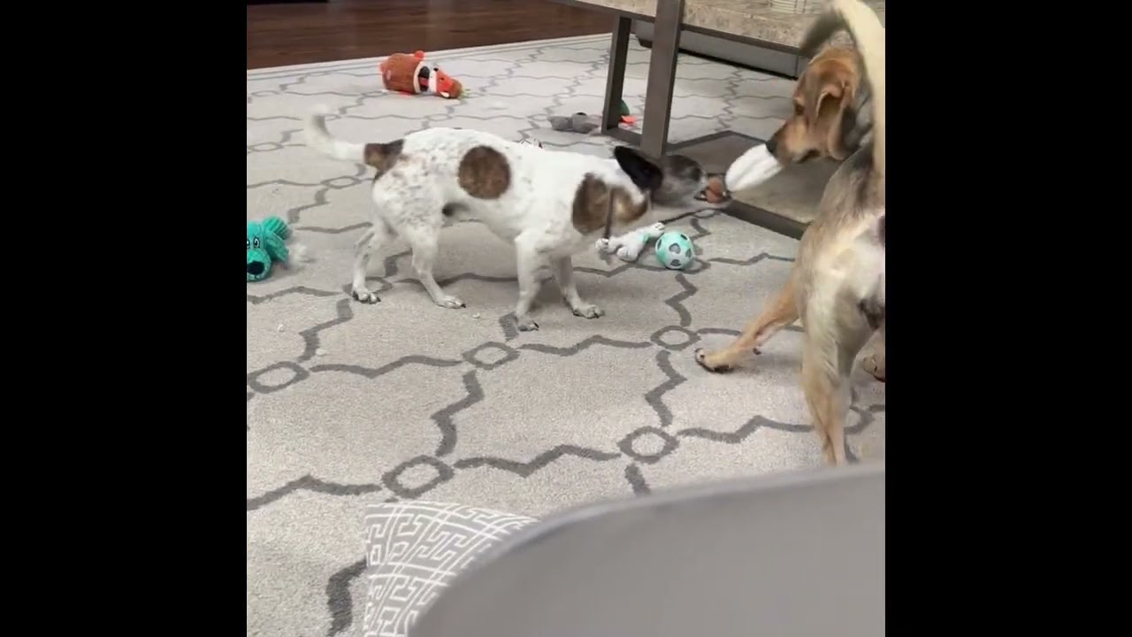 Enlarge Sissy, an adoptable mixed breed in Sudbury, MA video 4/6