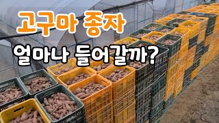 종자용 고구마로 고구마 모종 만들기