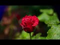 Don Williams Some Broken Hearts Never Mend With Lyrics