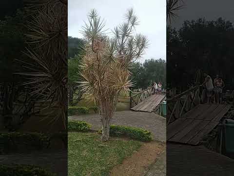 pedra dourada mg 2026