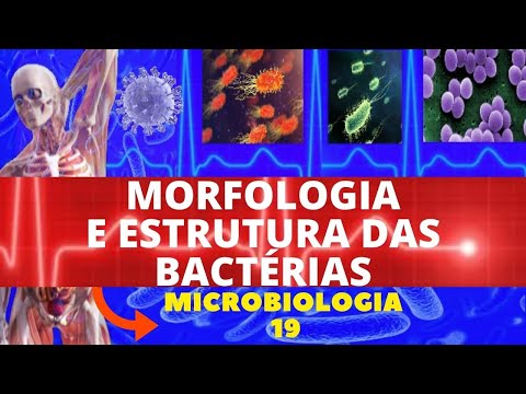 MORFOLOGIA E ESTRUTURA DAS BACTÉRIAS - COLORAÇÃO DE GRAM - MICROBIOLOGIA