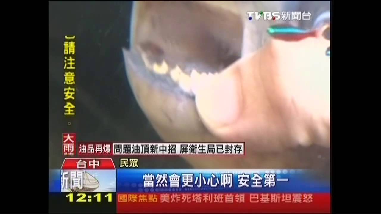 驚!公園出現「人齒怪魚」 與食人魚同科