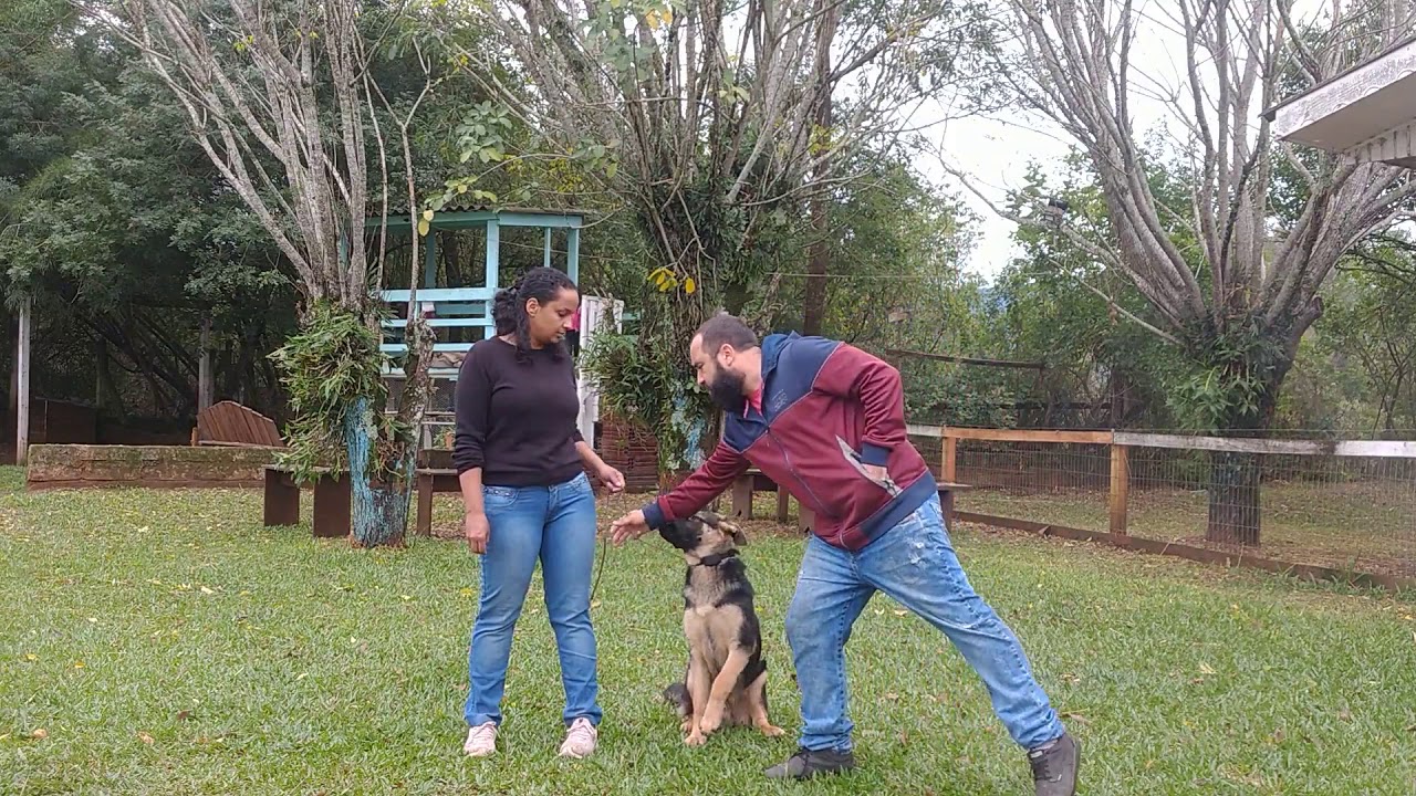 A verdade nua e crua sobre coleira eletrônica. Como fazer meu cão ser confiável?