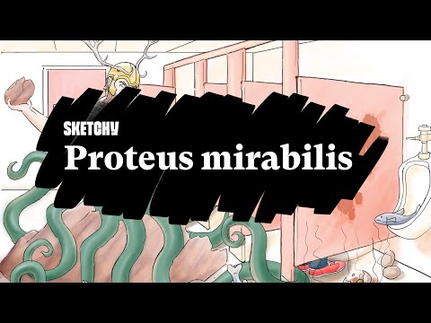 Proteus mirabilis Lesson: Motility, urease positivity and treatment | Sketchy Medical | USMLE Step 1