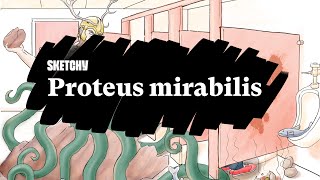Proteus mirabilis Lesson: Motility, urease positivity and treatment | Sketchy Medical | USMLE Step 1