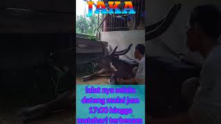 Download lagu RUSA JANTAN PALING MANJA #jaka #animals #penangkaranrusa mp3 Download lagu RUSA JANTAN PALING MANJA #jaka #animals #penangkaranrusa mp3