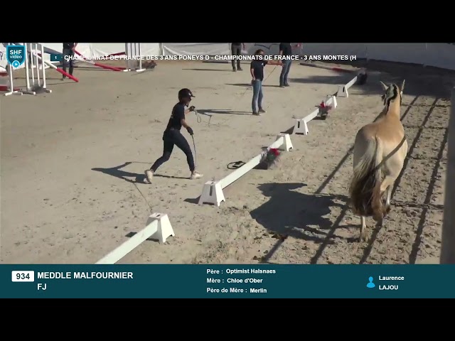 Superbe hongre Fjord - isabelle de 3 ans – Meddlle Malf