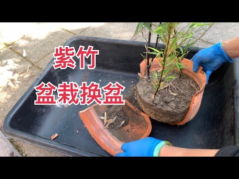 紫竹種植