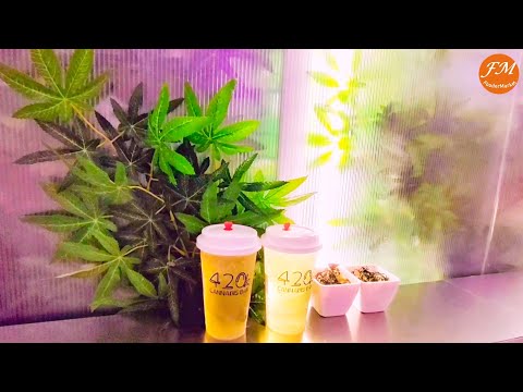 The first and popular legal 420 Cannabis Bar in Thailand l Marijuanas Bar