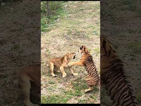 Tiger defeated by lioness at Chinese zoo