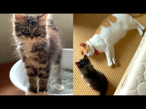 Wild and free kittens and gentle senior cats (English subtitles)