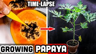 Download lagu Growing Papaya Tree From Seed (62 Days Time Lapse) mp3